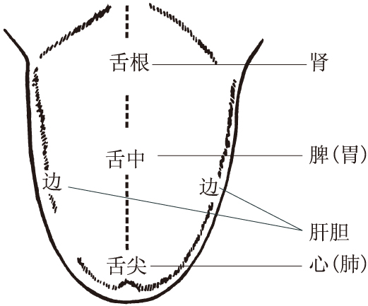 img/ueditor/1527214594600zy0176舌诊图1舌诊脏腑部位分属114.jpg