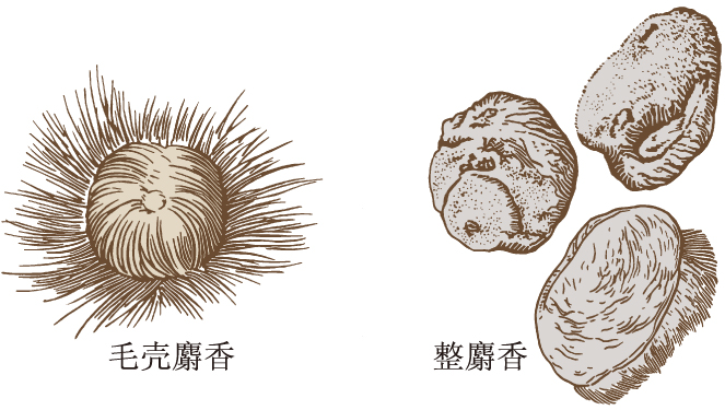 img/ueditor/1527214742258ZY0360麝香药材118.jpg