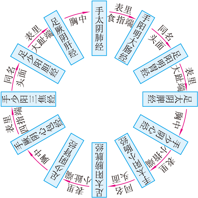 img/ueditor/1527215757433zy0129十二经气血流注环周图137.jpg