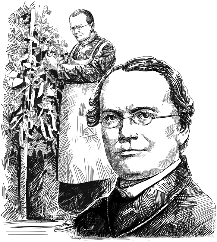 孟德尔:后花园里的科学实验